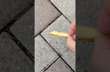 Stop ants from eating French fries