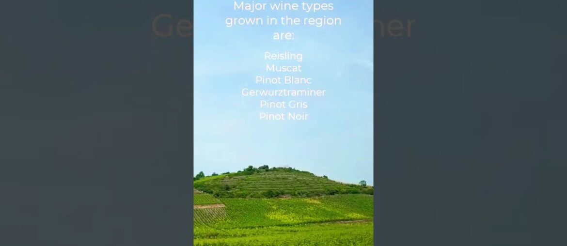 Alsace wine route main wine types and maps #alsace #reisling #muscat #pinot | pete renault trvl vlog Alsace wine route main wine types and maps #alsace #reisling #muscat #pinot | pete renault trvl vlog