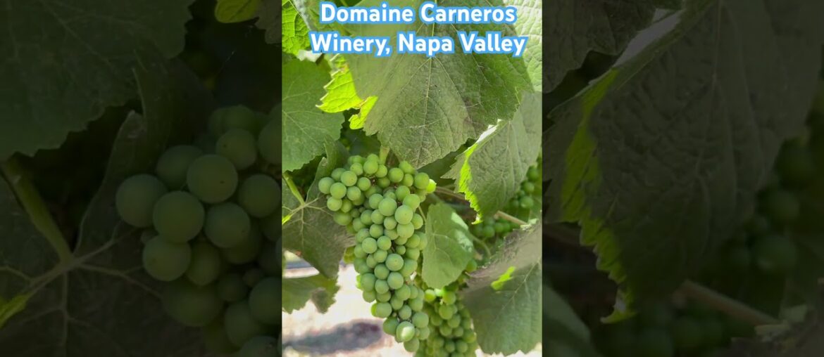 6/20/25 #domainecarneros #winery #napavalley #napawinery #travelcalifornia 6/20/25 #domainecarneros #winery #napavalley #napawinery #travelcalifornia