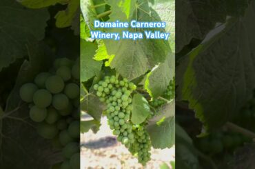 6/20/25 #domainecarneros #winery #napavalley #napawinery #travelcalifornia
