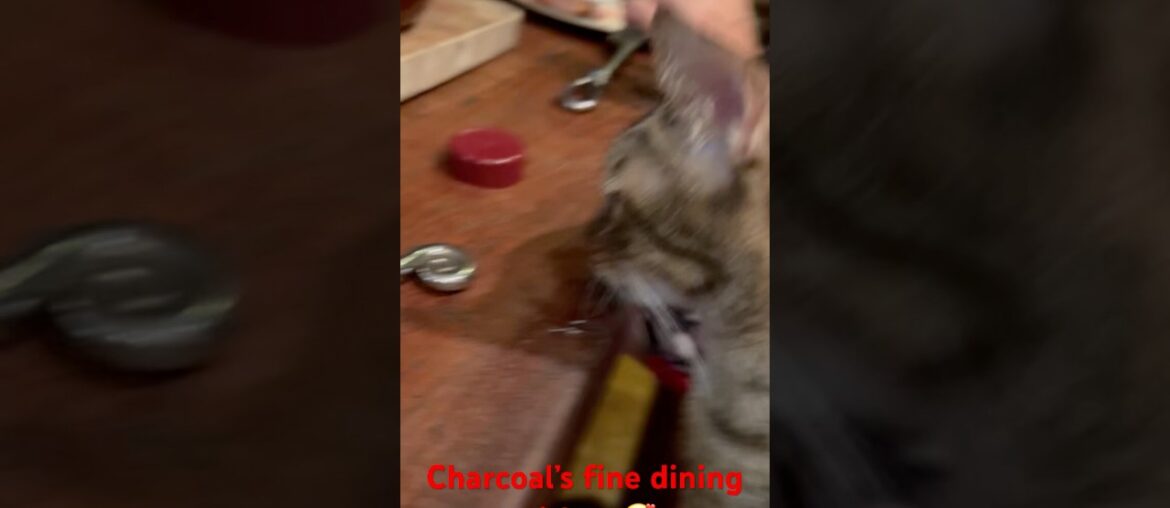 Charcoal’s Fine Dining #kitten #catsitter #funnycats catvideoshorts #catdinding #catdinner