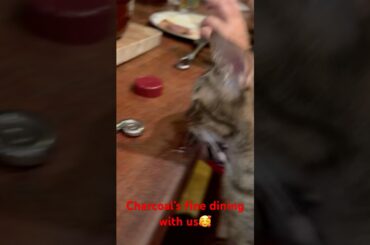 Charcoal’s Fine Dining #kitten #catsitter #funnycats catvideoshorts #catdinding #catdinner