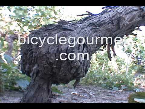 French White Wine Christopher Strong Bicycle Gourmet French White Wine Christopher Strong Bicycle Gourmet