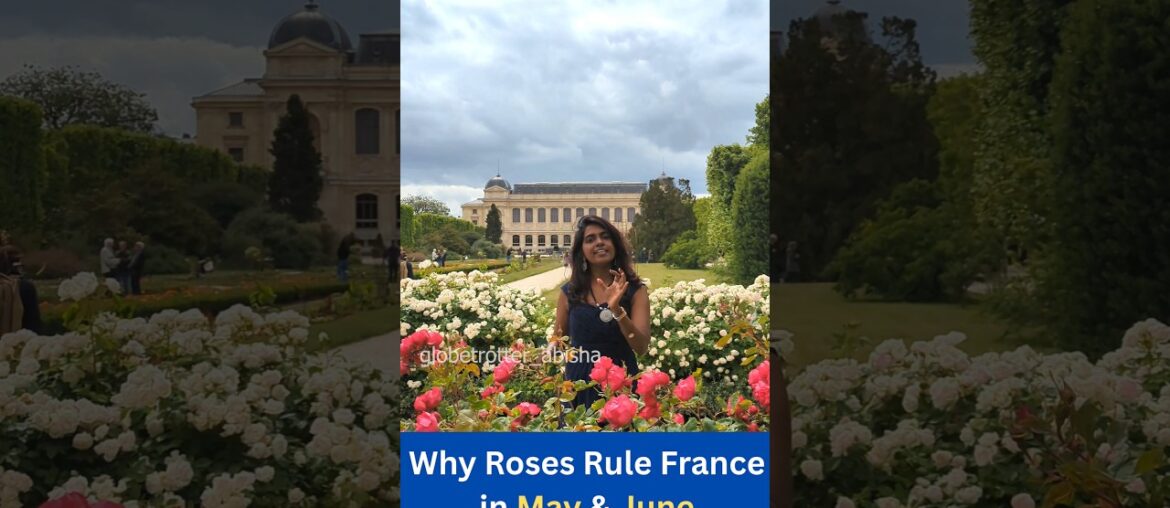 Why France is Covered in Roses Right Now! | English Subtitle | #rose #france