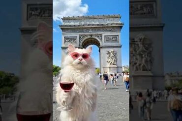 White Cat, Red Wine, French Vibes #cute #cat