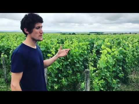 Pierre-Louis Waris from Champagne Waris-Larmandier – Avize – Artisan French Wine Pierre-Louis Waris from Champagne Waris-Larmandier - Avize - Artisan French Wine