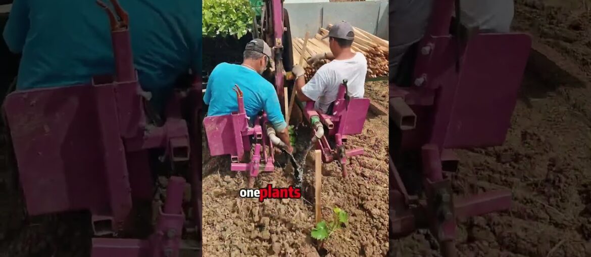 how france plants grapevines like a machine #foryo #grapevine #winemaking #frenchwine