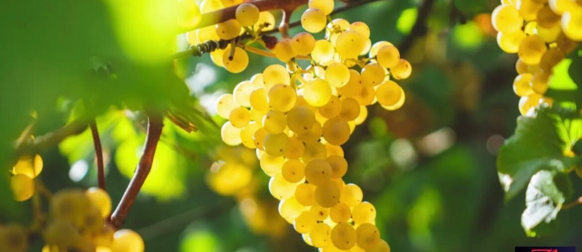 The World of French Wine: A Journey Through Terroir, Tradition, and Taste The World of French Wine: A Journey Through Terroir, Tradition, and Taste