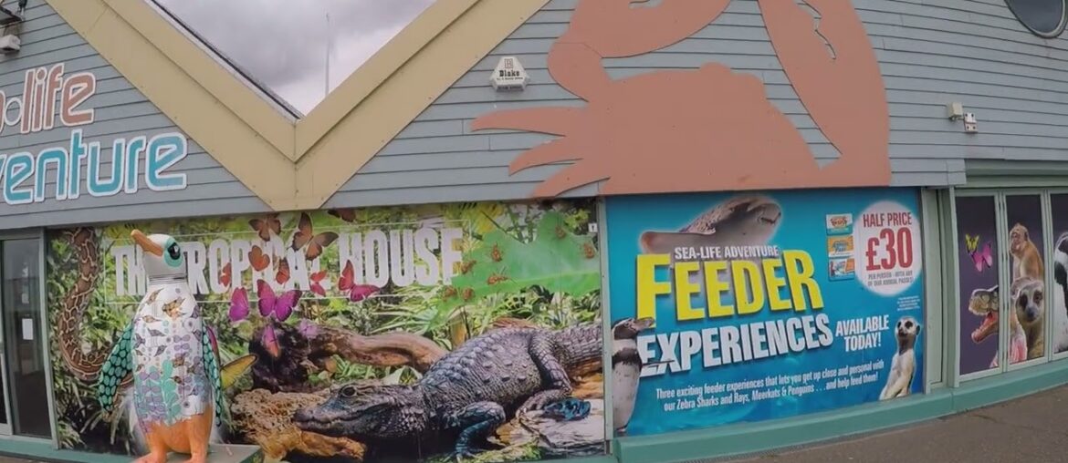 Seabirds & Stallings Fight Over Gourmet Burger And French Fries. Yes They Are Fighting For It.GP014