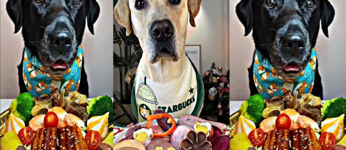 Ultimate Dog Food Feast! Gourmet Meals for Our Pups!