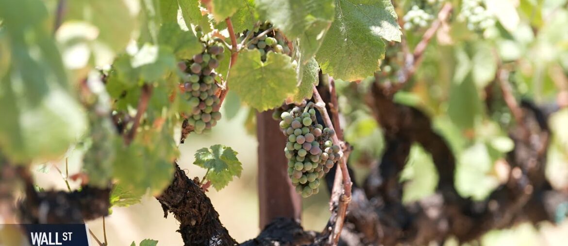 Wine Woes as President Trump’s Tariffs Loom