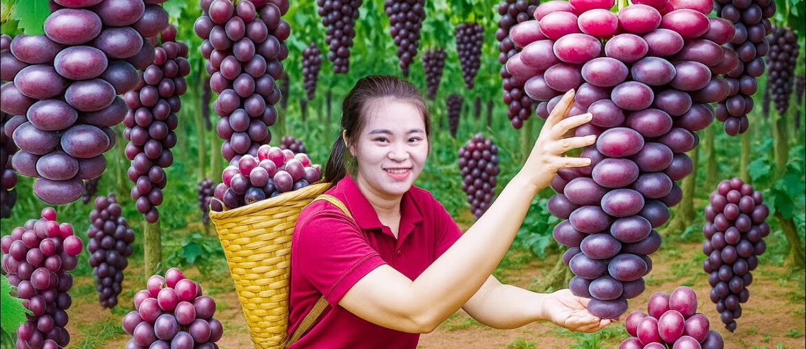 Harvesting Expensive Giant Purple Wild Grapes to Sell  - Purple Grapes Fermented into French Wine
