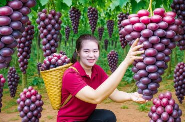 Harvesting Expensive Giant Purple Wild Grapes to Sell  - Purple Grapes Fermented into French Wine