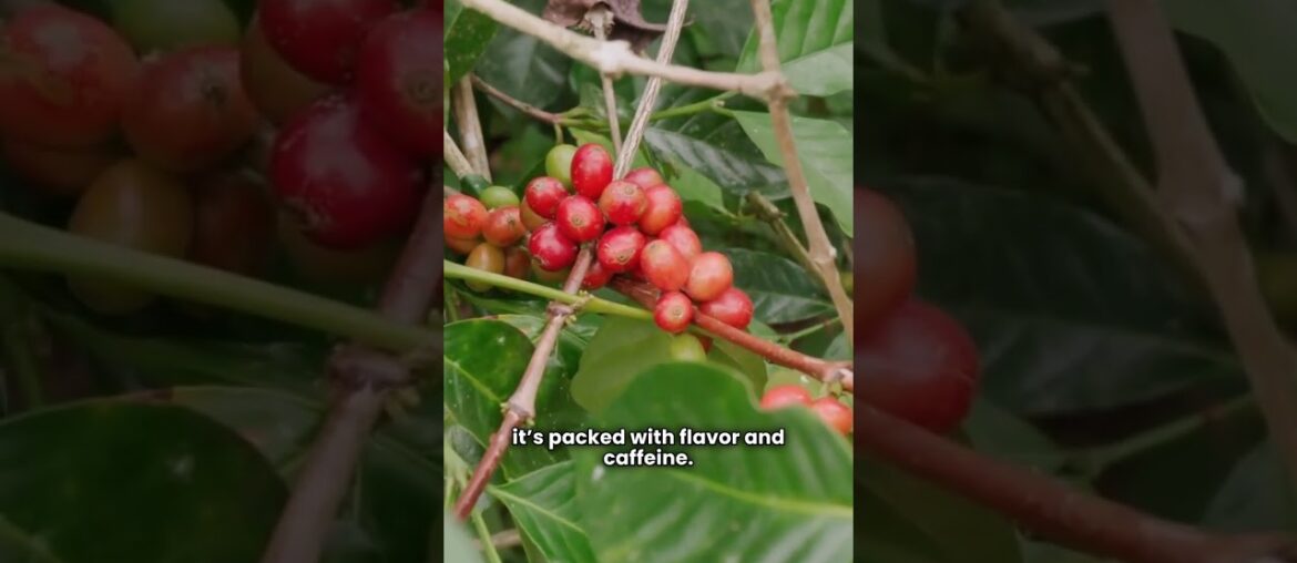The Bold Robusta Journey | Coffee Likers