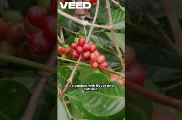 The Bold Robusta Journey | Coffee Likers