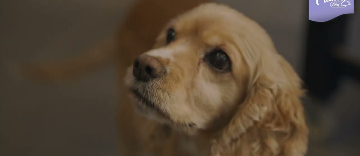 Les Repas Plaisir CHEF - French Cuisine for cats and dogs - 16:9 [ST UK]