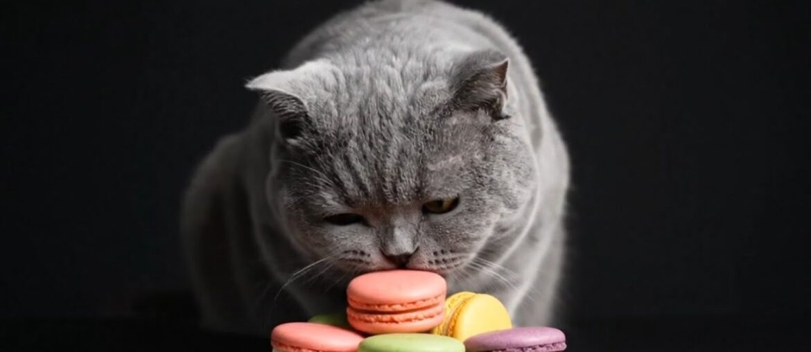 Cat ASMR: British Shorthair Eats French Macarons | Crispy, Creamy & Colorful Eating Sounds
