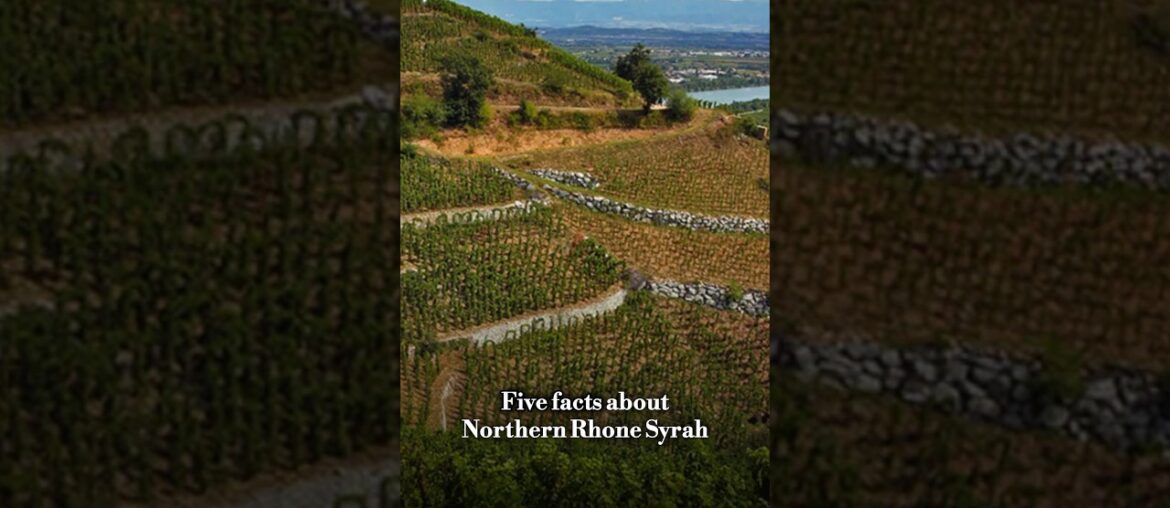 5 Facts About Northern Rhone Syrah 5 Facts About Northern Rhone Syrah