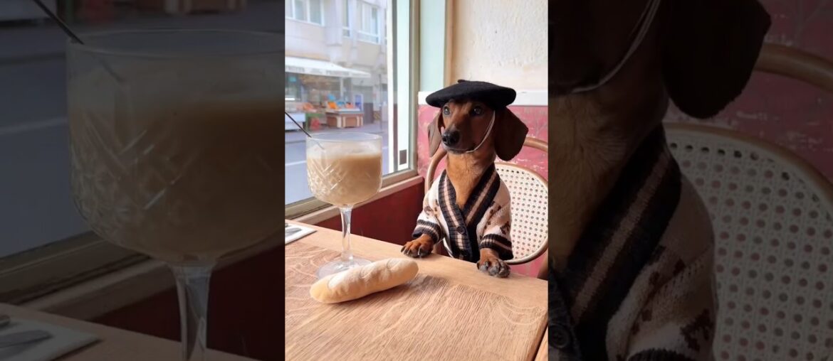 Is This The Most French Dog Ever?