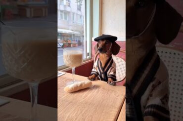 Is This The Most French Dog Ever?