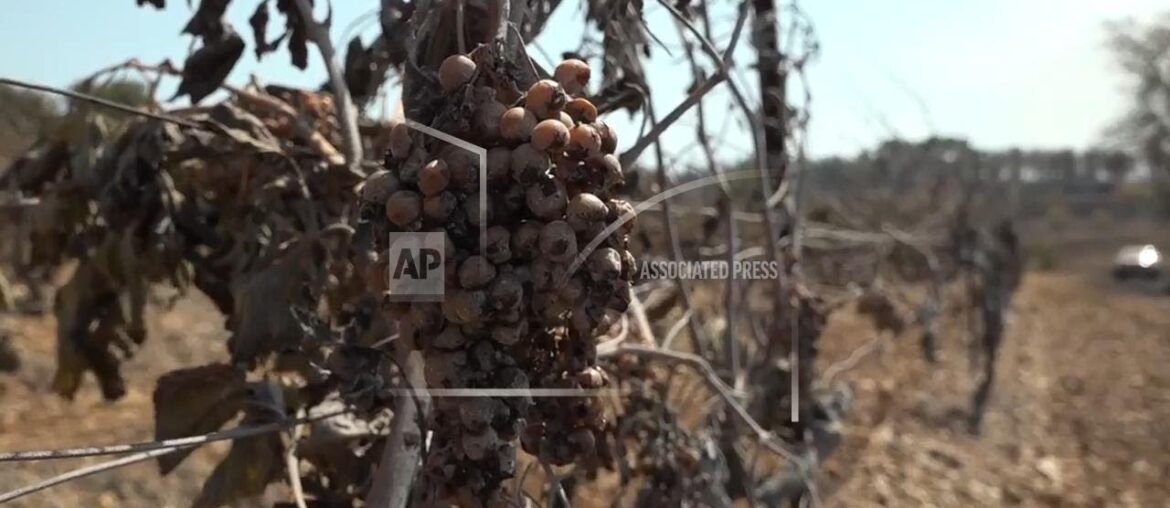 Some vineyards act as firebreaks as France wildfire contained