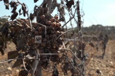 Some vineyards act as firebreaks as France wildfire contained