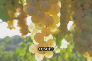 Why Burgundy Wines Are the World’s Best