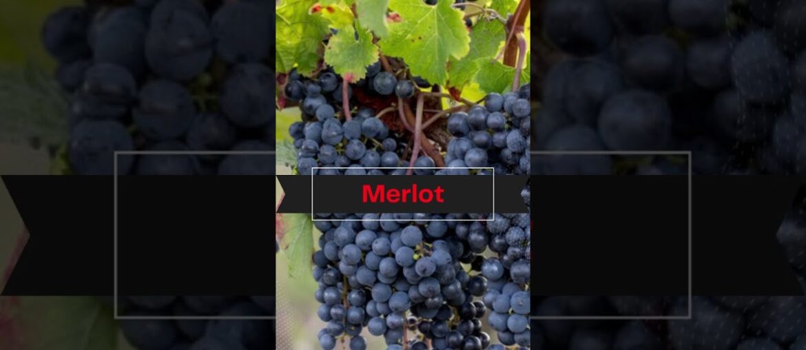 5 Different Types of Red Wine Varietals - Love To Know