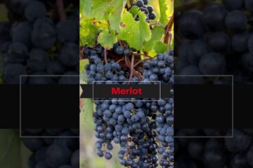 5 Different Types of Red Wine Varietals - Love To Know