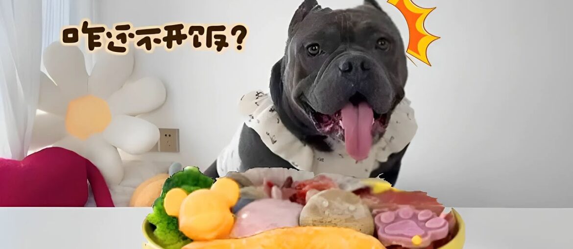The silly French bulldog stares at his owner’s mouth, waiting for him to say it’s time to eat#asmr The silly French bulldog stares at his owner's mouth, waiting for him to say it's time to eat#asmr