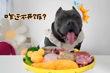 The silly French bulldog stares at his owner's mouth, waiting for him to say it's time to eat#asmr