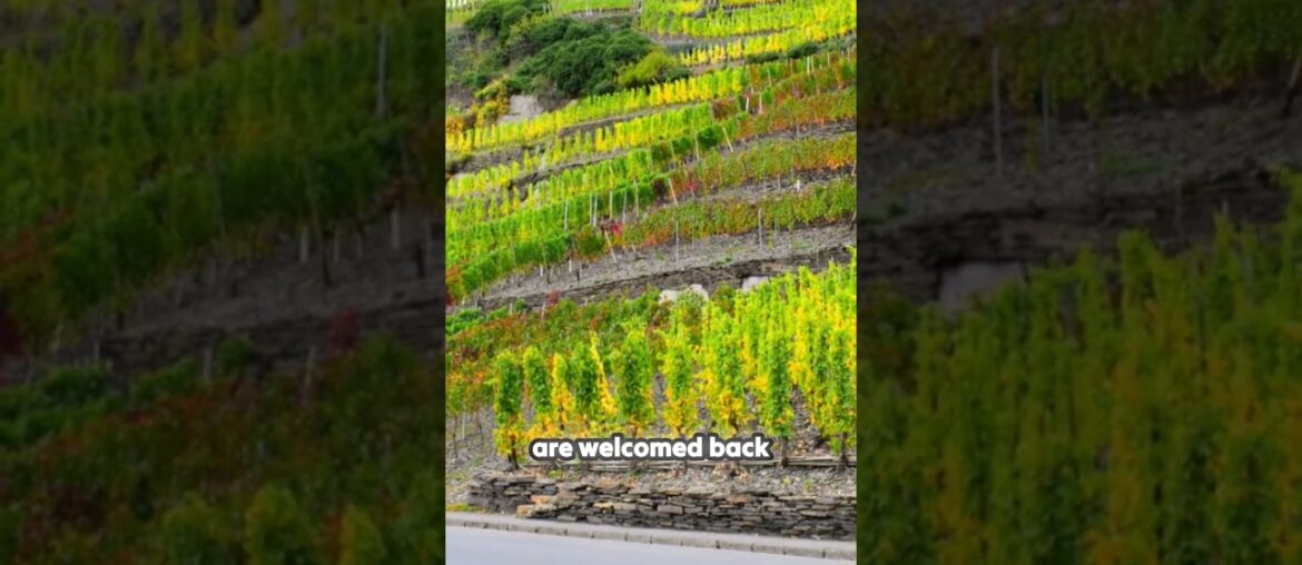 Experience the Resilience of Germany’s Ahr Valley! Experience the Resilience of Germany's Ahr Valley!