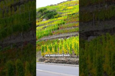 Experience the Resilience of Germany's Ahr Valley!