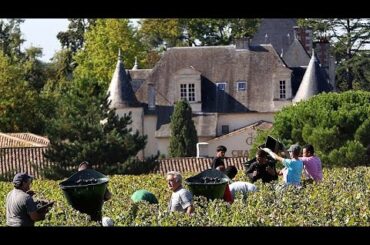 France's vineyards begin 2025 harvest early after hot temperatures