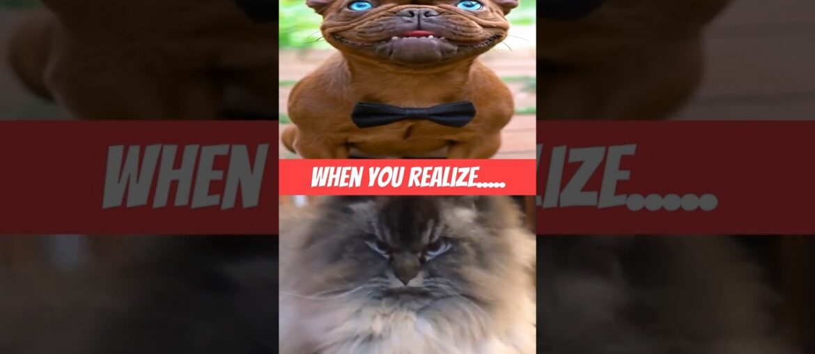 Cat Food Is Not Exactly What You Think! #shorts Cat Food Is Not Exactly What You Think! #shorts