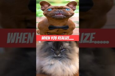 Cat Food Is Not Exactly What You Think! #shorts