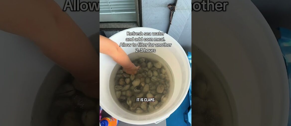 Steamed clams in a white wine broth #seafood #cookwithme #cooking #clamdigging #easyrecipe