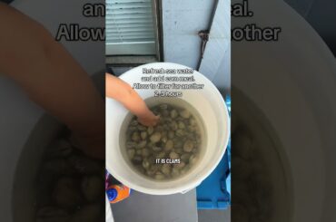 Steamed clams in a white wine broth #seafood #cookwithme #cooking #clamdigging #easyrecipe