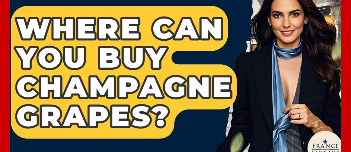 Where Can You Buy Champagne Grapes? – France Fact File Where Can You Buy Champagne Grapes? - France Fact File