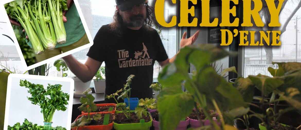 My Celery Growing Struggles + French Variety That Might Change Everything My Celery Growing Struggles + French Variety That Might Change Everything