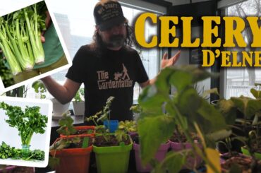 My Celery Growing Struggles + French Variety That Might Change Everything