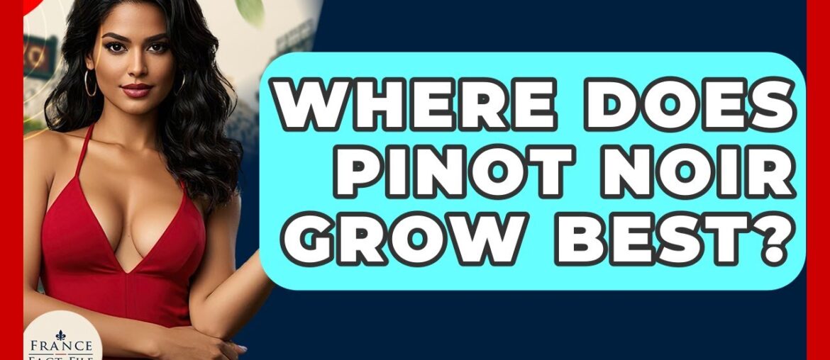 Where Does Pinot Noir Grow Best? – France Fact File Where Does Pinot Noir Grow Best? - France Fact File