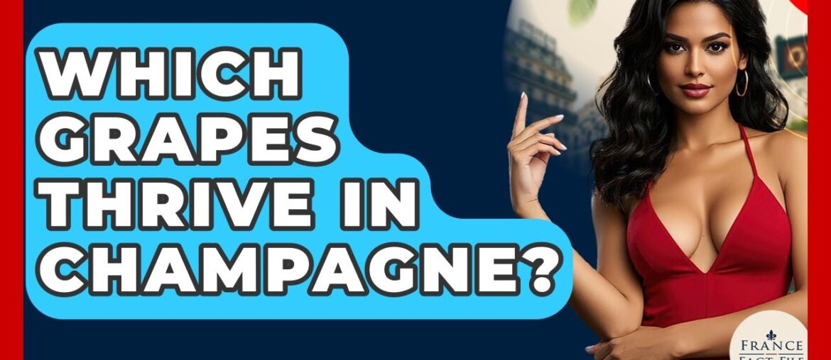 Which Grapes Thrive In Champagne? - France Fact File