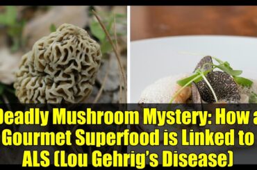 Deadly Mushroom Mystery: How a Gourmet Superfood is Linked to ALS (Lou Gehrig’s Disease)