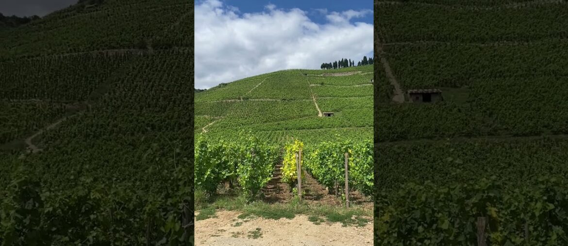 The Hermitage Hill – a View while Ascending #frenchwine #syrah #rhonewine The Hermitage Hill - a View while Ascending #frenchwine #syrah #rhonewine