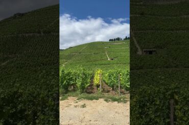 The Hermitage Hill - a View while Ascending  #frenchwine #syrah #rhonewine