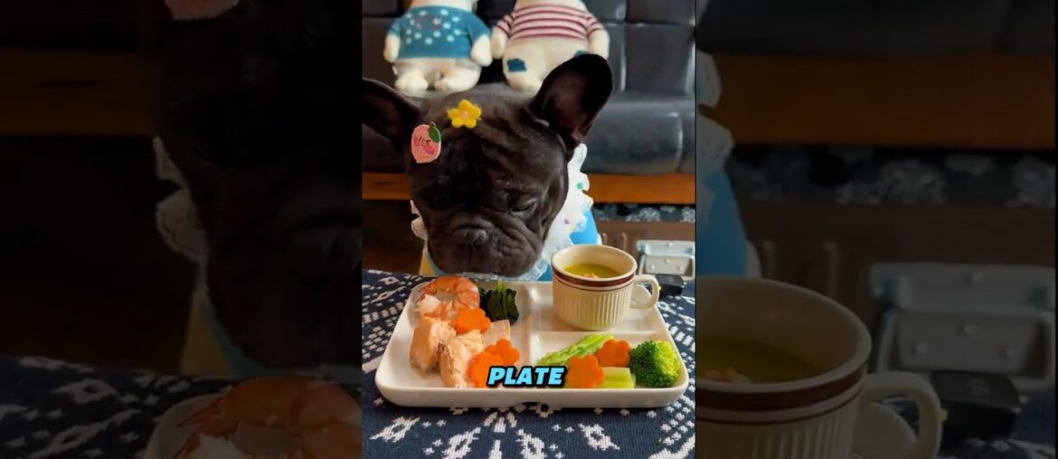 This Food Snob Dog has been Spoiled #wholesome #funnydog #doglover #frenchbulldog #gourmetdog