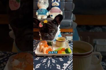 This Food Snob Dog has been Spoiled #wholesome #funnydog #doglover #frenchbulldog #gourmetdog