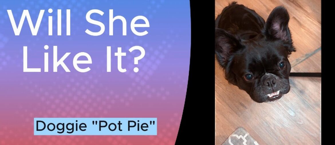 Gourmet Pot Pie for a Bougie Frenchie”