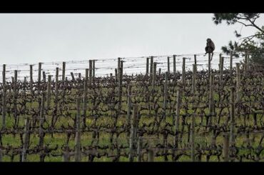 How a South African vineyard is making better wine thanks to cattle and ducks